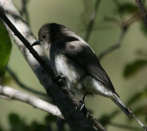 honeyguide bird