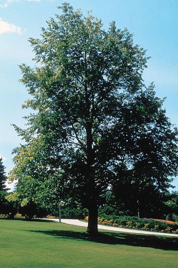 linden lime basswood tree