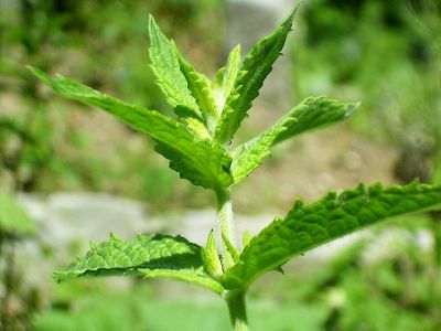 menta spicata leaves