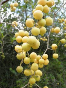 fruit of Yemen tree