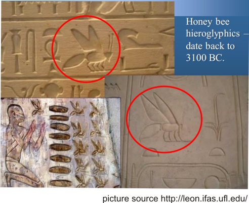 bees discovered in egypt