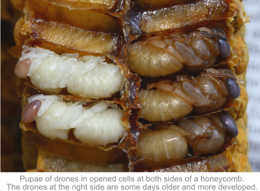 pupae of drones in opened cells
