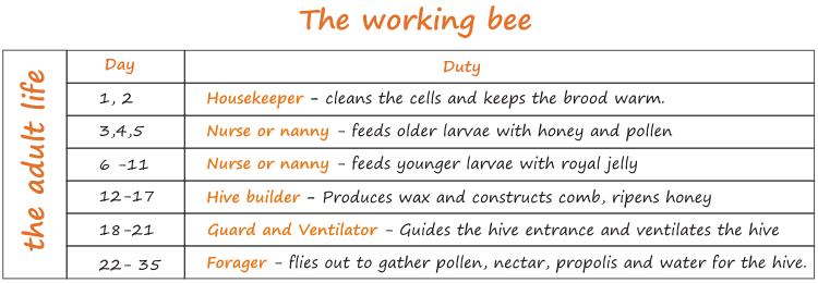 jobs of a working bee