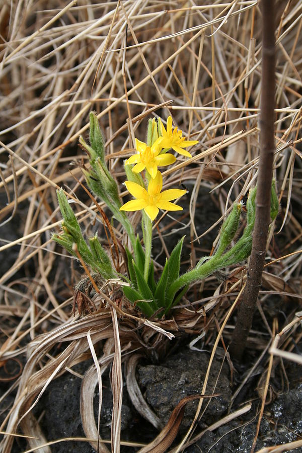 African potato or Hypoxis