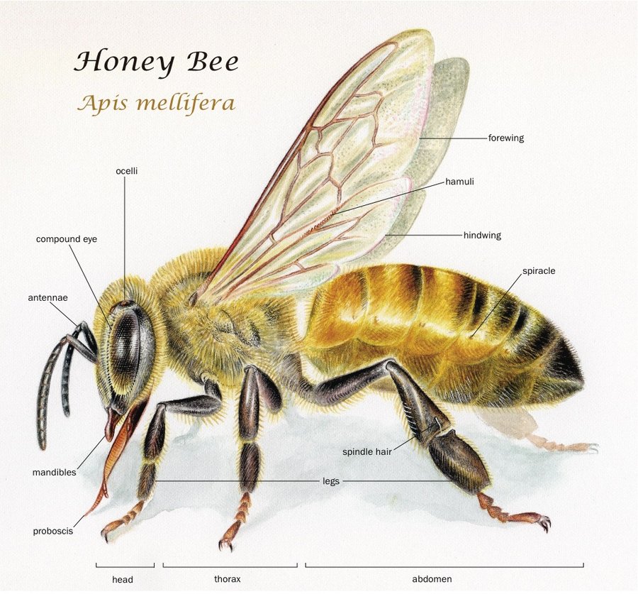 Body parts of a bee. The worker bee.