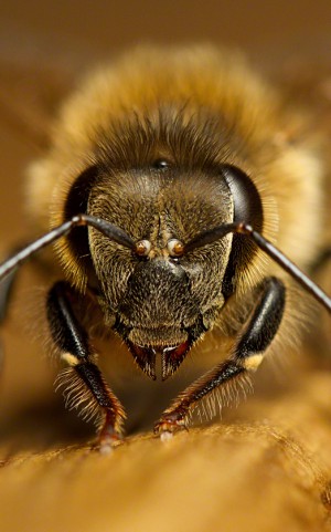 Body parts of a bee. The worker bee.