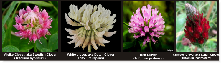 which are the types of clover