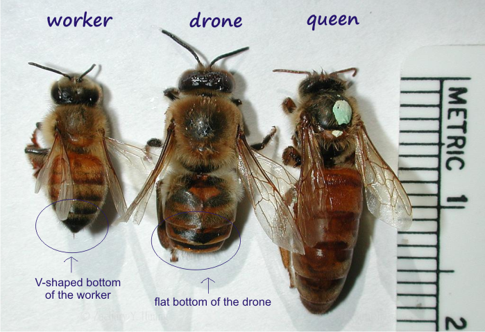 worker bee, drone bee, queen bee