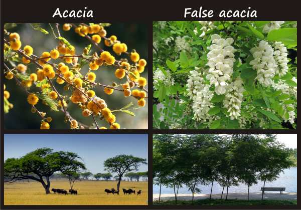 acacia compared to false acacia (black locust)