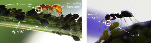 honeydew, aphids, ant