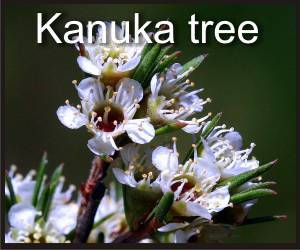 kanuka tree flowers
