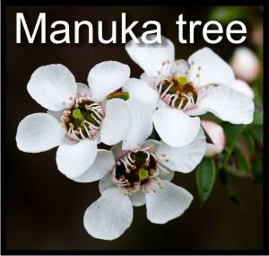 manuka tree flowers