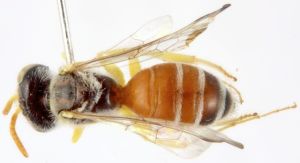 caliopsoni bee is an oligolectic bee