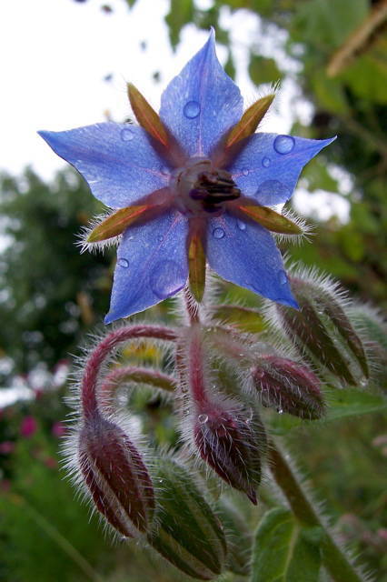 beautiful blue borage flower 