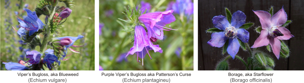 differences among the flowers of vipers bugloss purple vipers bugloss and borage