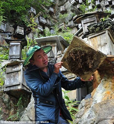 Chinese beekeeper