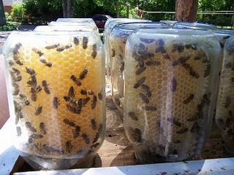 keeping bees in a jar