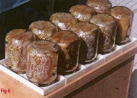 the jars of honey