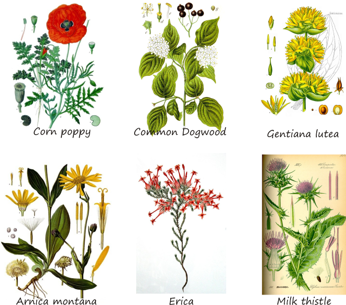 some examples of melliferous plants
