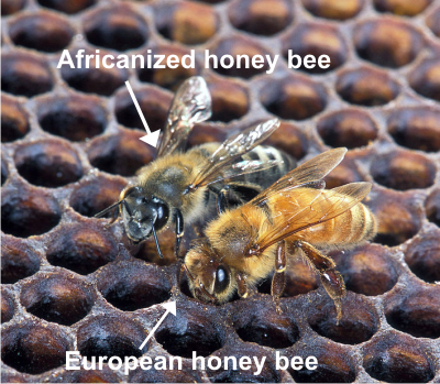 Africanized bee vs European bee