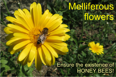 seed melliferous flowers