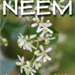 neem honey health benefits