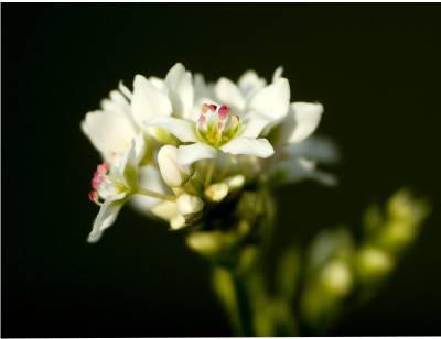 beautiful flowers of buckwheat make a tasty and nutritious honey