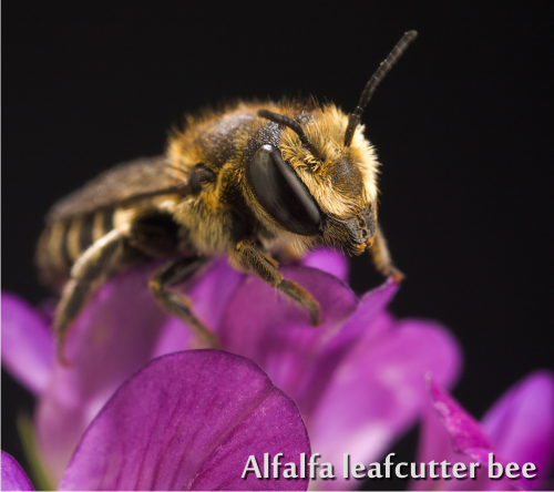 leafcutting bee on an alfalfa flower