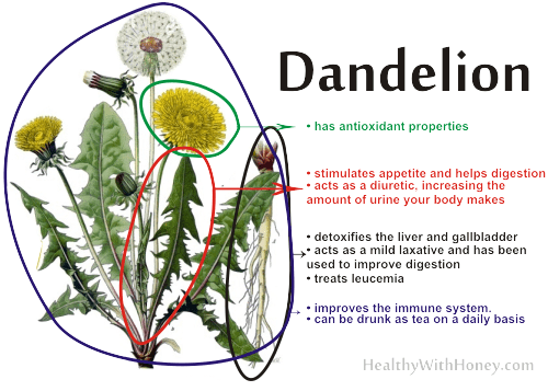 what are the benefits of dandelion