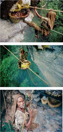 pictures of a huney hunter in Nepal