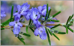 rosemary flowers make a delicious honey good to treat liver and digestive conditions