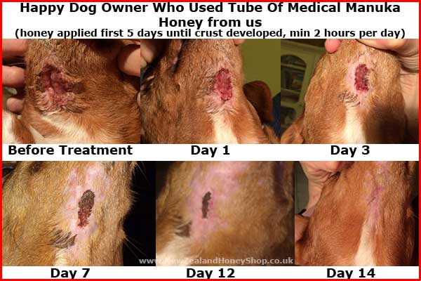 dog'wound treated with manuka honey