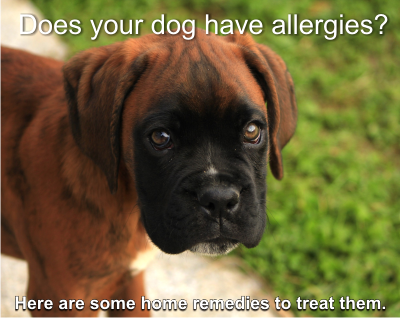 local raw honey treats your dog's allergies