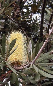 flower of Banksia integrifolia