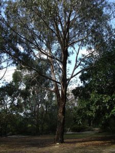 long-leaf box eucalyptus