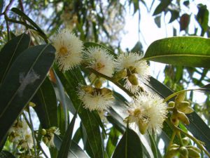 eucalyptus globulus flowers