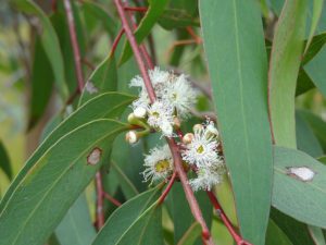 flowers of peppermint eucalyptus 