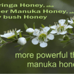 berringa honey aka super manuka honey has a higher antibacterial activity than manuka honey from New Zealand