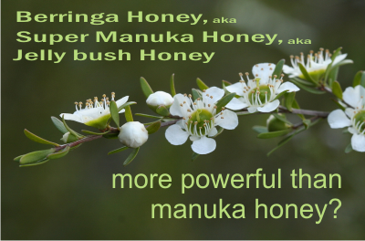 berringa honey aka super manuka honey has a higher antibacterial activity than manuka honey from New Zealand