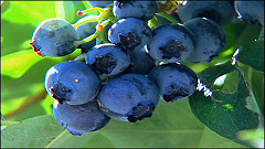 blueberries make an excellent honey