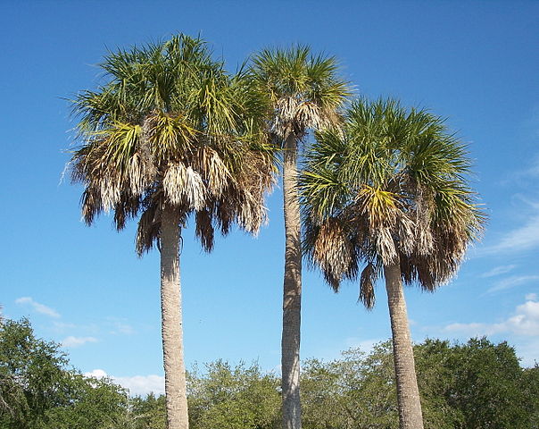 sabal palmetto tree