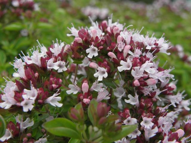 oregano flowers