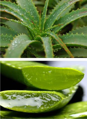 what is the best natural treatment for sinusitis - try aloe vera