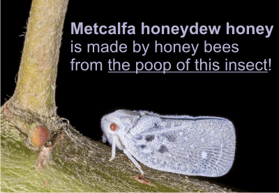 honeydew honey is made of excretions from insects