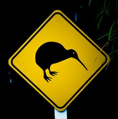 kiwi bird from NZ