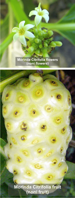 Morinda Citrifolia flower and fruit