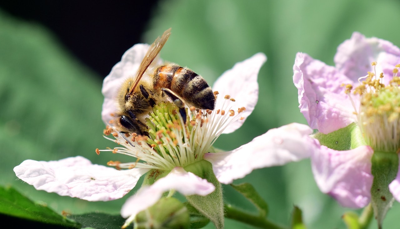 Blackberry flower and honeybee