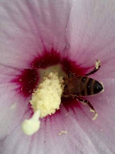 bee pollen 