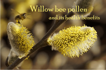 what is willow bee pollen good for