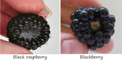 the difference between black raspberries and blackberries